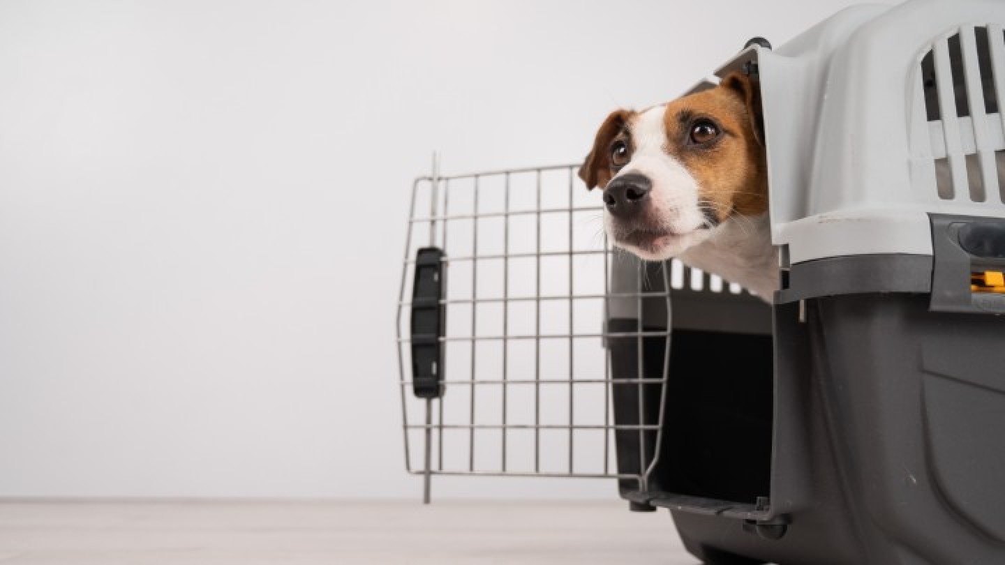 imbarco animali aerei